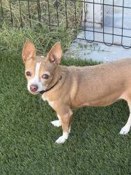 Found/Stray Female Dog last seen Elliot Road, Phoenix, AZ 85044
