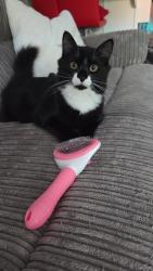 Lost Male Cat last seen Rye Close, Harvest Crescent, Ansell Road, Fleet, Hampshire, England 