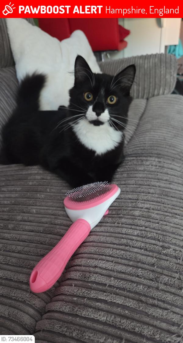 Lost Male Cat last seen Rye Close, Harvest Crescent, Ansell Road, Fleet, Hampshire, England 