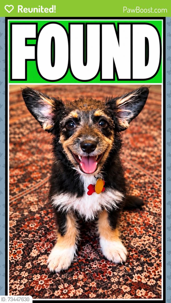 Reunited Female Dog last seen Harvey rd/ copperfield, College Station, TX 77802