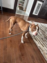 Found/Stray Female Dog last seen Broadway and Vinton Street, Providence, RI 02903