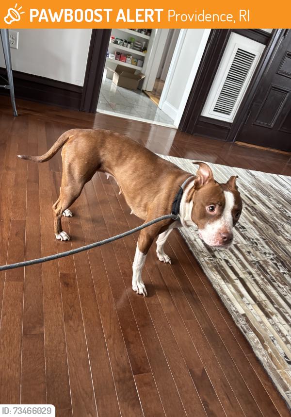 Found/Stray Female Dog last seen Broadway and Vinton Street, Providence, RI 02903