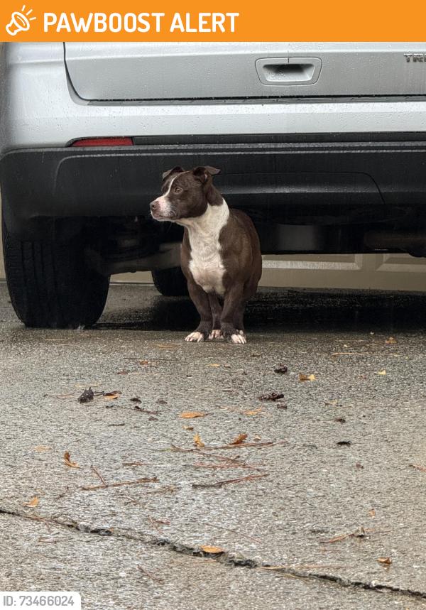 Found/Stray Male Dog last seen Huddersfield Way/Beaver Falls Dr, Peachtree Corners, GA 30071