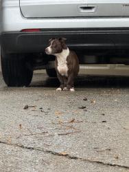 Found/Stray Male Dog last seen Huddersfield Way/Beaver Falls Dr, Peachtree Corners, GA 30071