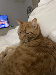 Lost Male Cat last seen 157th Galaxie ave, Apple Valley, MN 55124