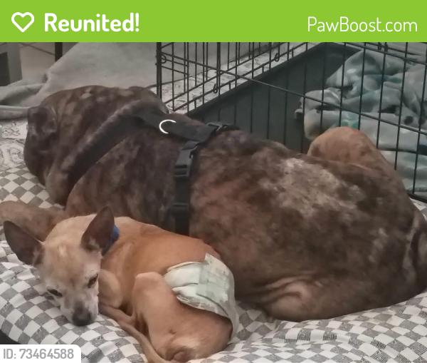 Reunited Male Dog last seen Musselwhite and princeton, Orlando, FL 32804