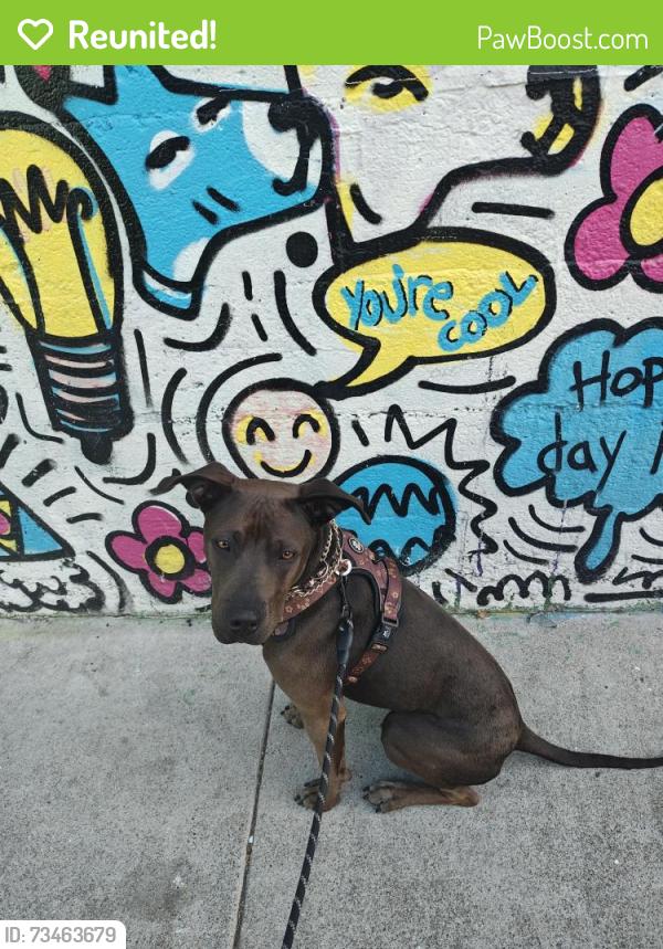 Reunited Female Dog last seen Ran up Alp ave from Public Storage, Daly City, CA 94014