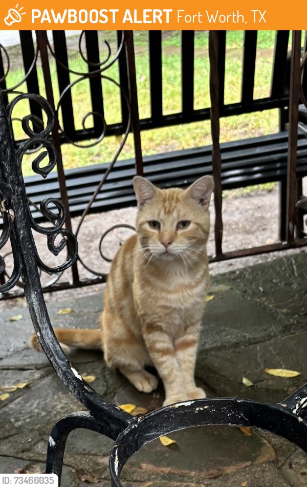 Found/Stray Unknown Cat last seen Stratford Dr and Belford, Fort Worth, TX 76103