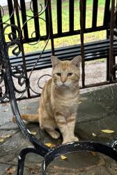 Found/Stray Unknown Cat last seen Stratford Dr and Belford, Fort Worth, TX 76103
