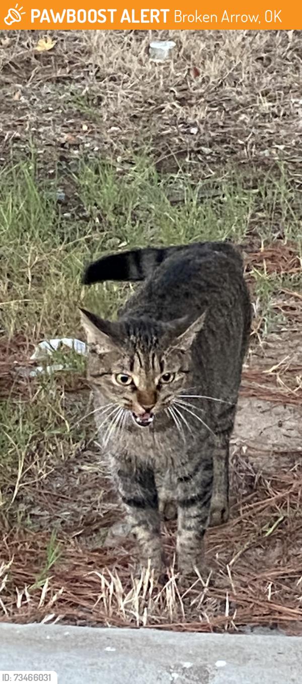 Found/Stray Male Cat last seen 81st & Olive country Aire, Broken Arrow, OK 74012