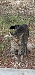 Found/Stray Male Cat last seen 81st & Olive country Aire, Broken Arrow, OK 74012