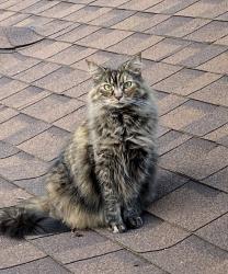 Reunited Female Cat last seen Castlewood St, North Canton, OH 44709