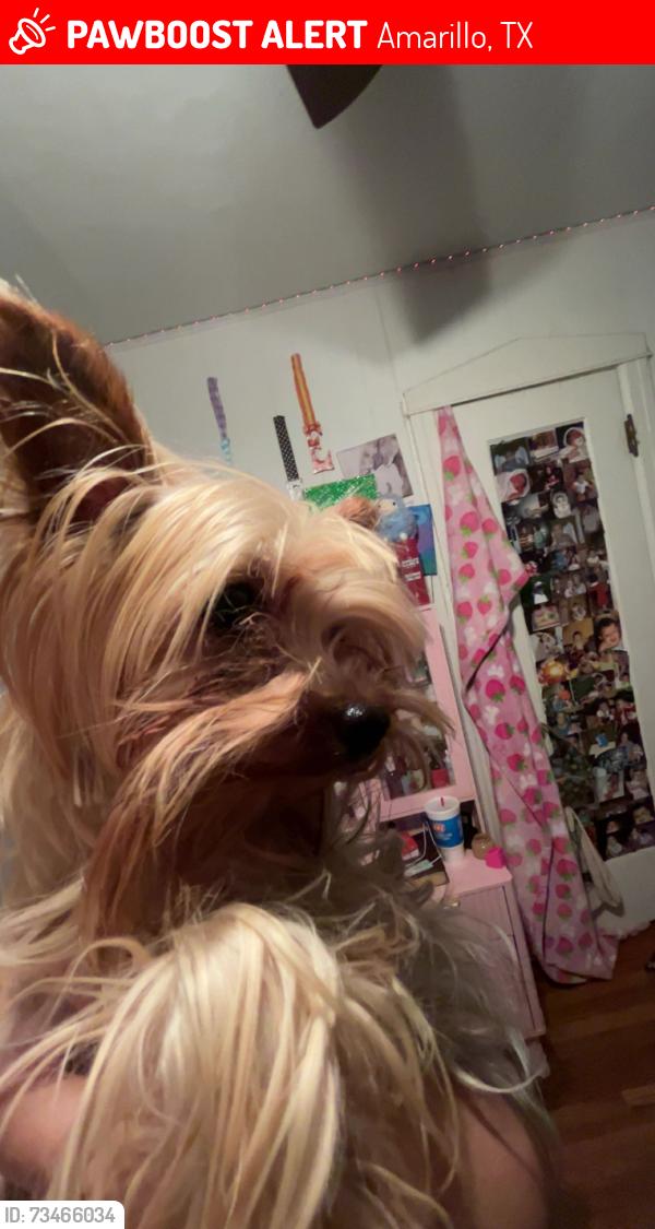 Lost Male Dog last seen 15th Ave, Amarillo, TX 79102