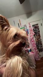 Lost Male Dog last seen 15th Ave, Amarillo, TX 79102