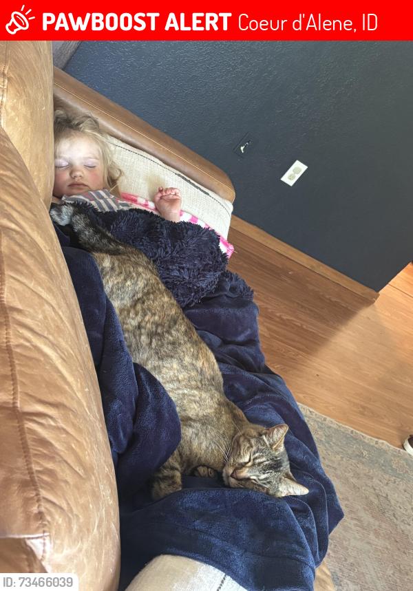 Lost Female Cat last seen 2nd street, Coeur d'Alene, ID 83814