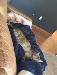 Lost Female Cat last seen 2nd street, Coeur d'Alene, ID 83814