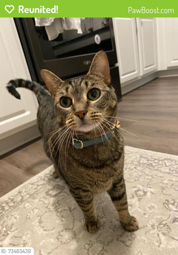 Reunited Female Cat last seen Corsica Ave, Bear, DE 19701