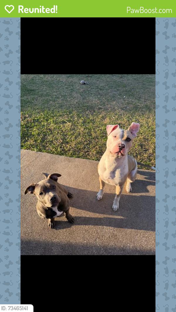 Reunited Male Dog last seen Winding Rd, College Station, TX 77840, USA, College Station, TX 77840