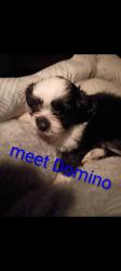 Lost Male Dog last seen Mimosa, Amarillo, TX 79107