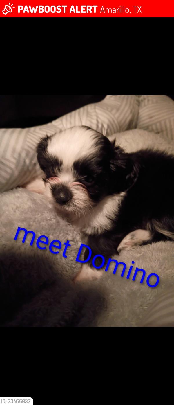Lost Male Dog last seen Mimosa, Amarillo, TX 79107