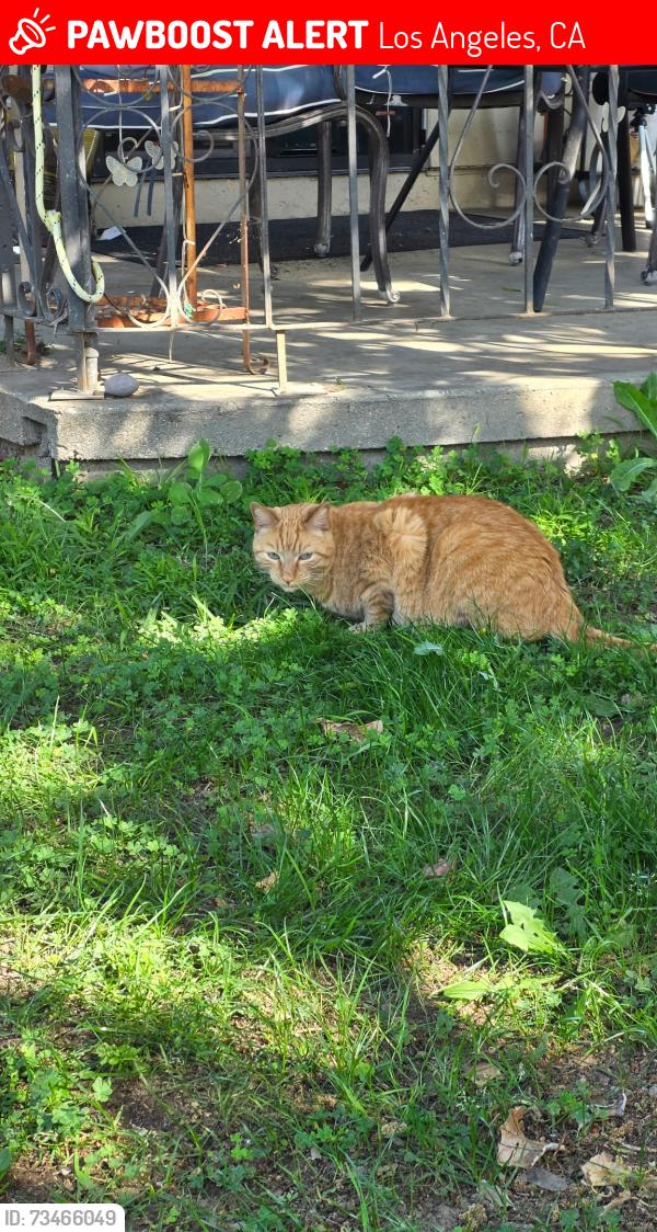 Lost Male Cat last seen Woodley Avenue and San Jose St., Los Angeles, CA 91344