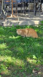 Lost Male Cat last seen Woodley Avenue and San Jose St., Los Angeles, CA 91344