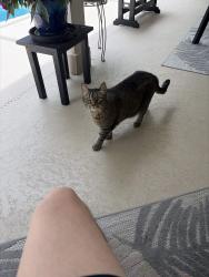 Lost Male Cat last seen SW 98 Blvd, Alachua County, FL 32608