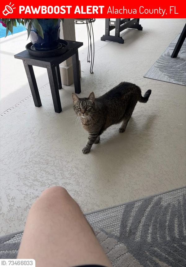 Lost Male Cat last seen SW 98 Blvd, Alachua County, FL 32608