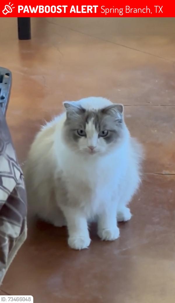 Lost Female Cat last seen Springs at Rebecca creek, Spring Branch, TX 78070