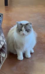 Lost Female Cat last seen Springs at Rebecca creek, Spring Branch, TX 78070