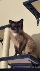 Reunited Male Cat last seen Pearl st, Thornton, CO 80229