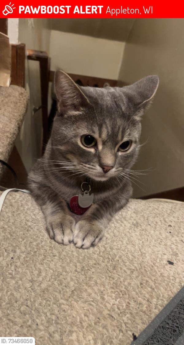 Lost Male Cat last seen North Douglas in North Eugene, Appleton, WI 54914
