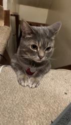 Lost Male Cat last seen North Douglas in North Eugene, Appleton, WI 54914