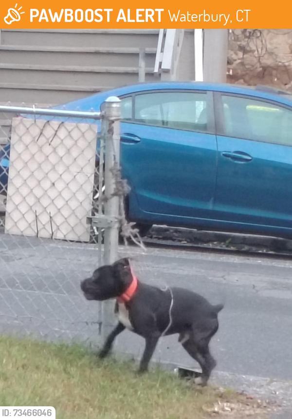 Found/Stray Male Dog last seen Ludlow st and Ridgewood st, Waterbury, CT 06710