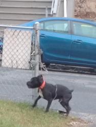 Found/Stray Male Dog last seen Ludlow st and Ridgewood st, Waterbury, CT 06710