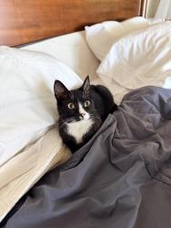 Found/Stray Male Cat last seen Azle road, Fort Worth, TX 76135