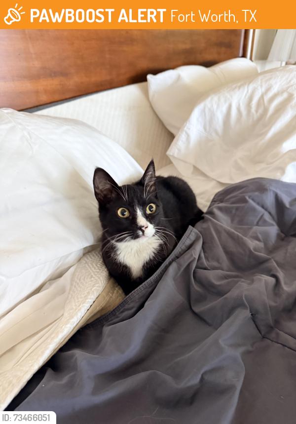 Found/Stray Male Cat last seen Azle road, Fort Worth, TX 76135