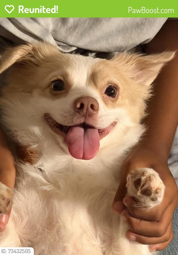 Reunited Male Dog last seen 69th street San Diego, San Diego, CA 92114