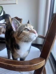 Found/Stray Female Cat last seen Frantz Rd and Edinburgh Rd, Dublin, OH 43017