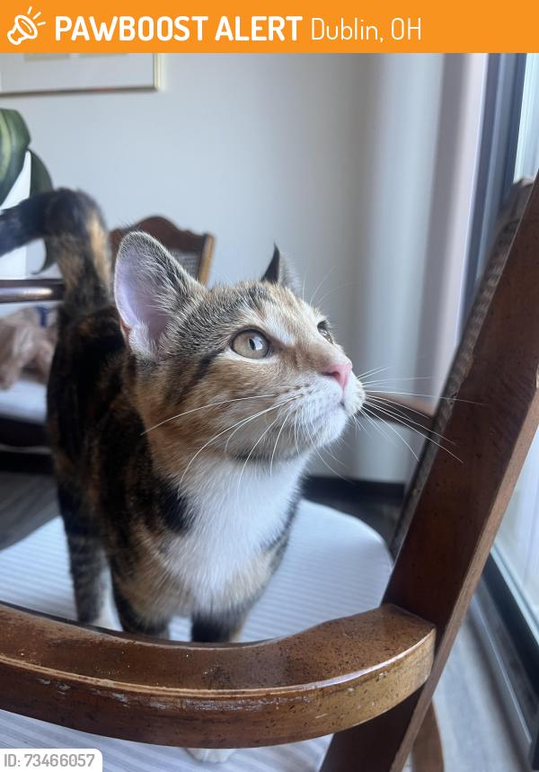 Found/Stray Female Cat last seen Frantz Rd and Edinburgh Rd, Dublin, OH 43017
