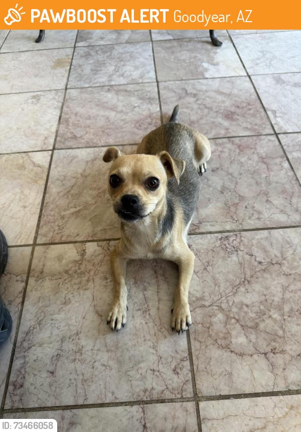 Found/Stray Female Dog last seen Estrella Pkwy and Yuma Rd, Goodyear, AZ 85338