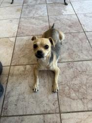 Found/Stray Female Dog last seen Estrella Pkwy and Yuma Rd, Goodyear, AZ 85338