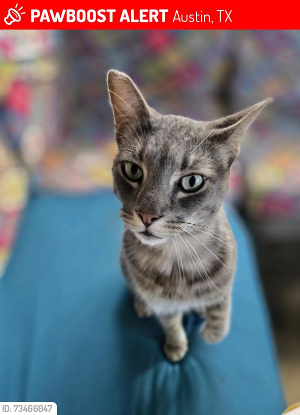Lost Male Cat last seen Anderson Mill, Bristle Oak, El Salido, Austin, TX 78750