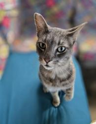 Lost Male Cat last seen Anderson Mill, Bristle Oak, El Salido, Austin, TX 78750