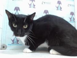 Shelter Stray Female Cat last seen , 2769 Conroy Rd, Orlando, FL 32839, USA