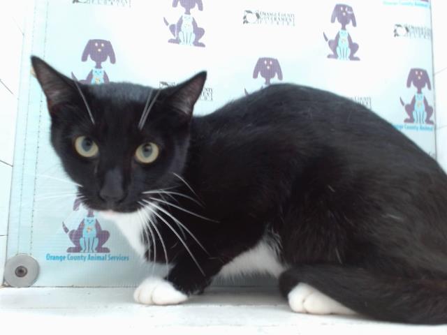 Shelter Stray Female Cat last seen , 2769 Conroy Rd, Orlando, FL 32839, USA
