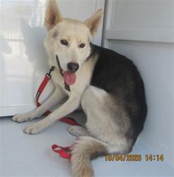 Shelter Stray Male Dog last seen , 1850 W 60th St, Los Angeles, CA 90047, USA