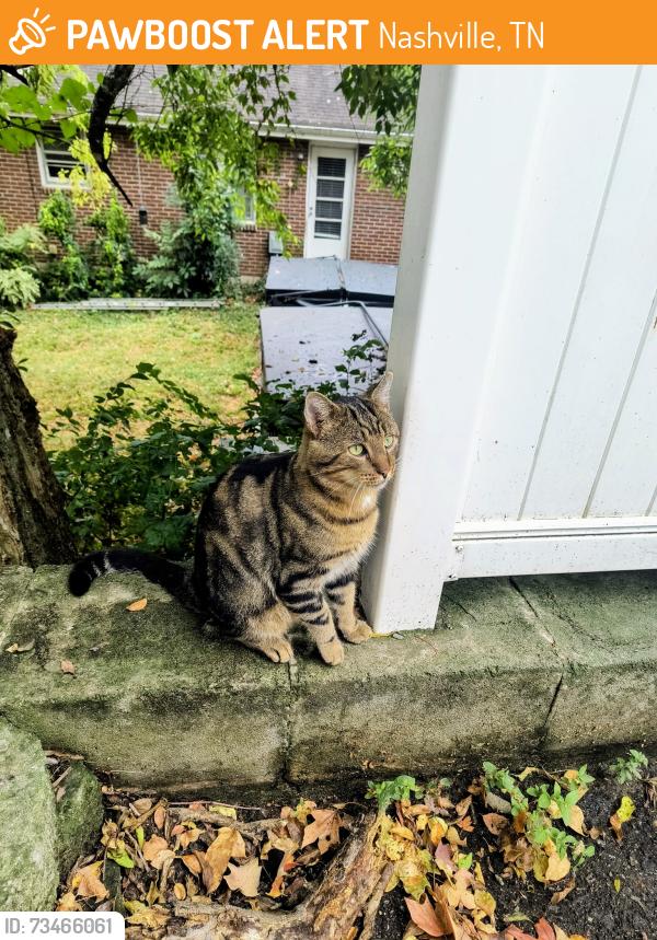 Found/Stray Male Cat last seen Dundee and Cabhill, Nashville, TN 37214