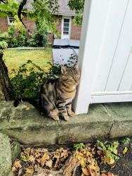 Found/Stray Male Cat last seen Dundee and Cabhill, Nashville, TN 37214