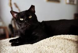 Lost Male Cat last seen Near Gidley Road, Esperance, NY 12066